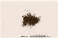 藏品(長蒴苔屬)的圖片